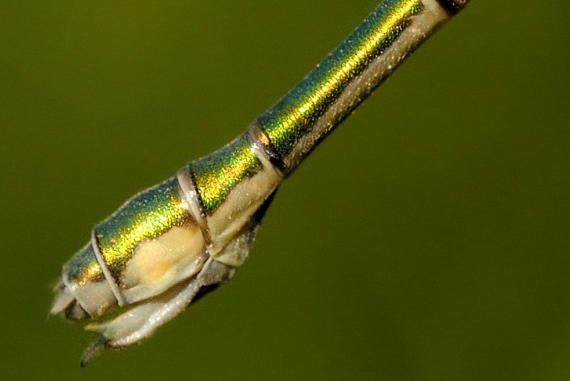 Quale Lestidae? Chalcolestes parvidens